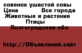 совенок ушастой совы › Цена ­ 5 000 - Все города Животные и растения » Птицы   . Волгоградская обл.